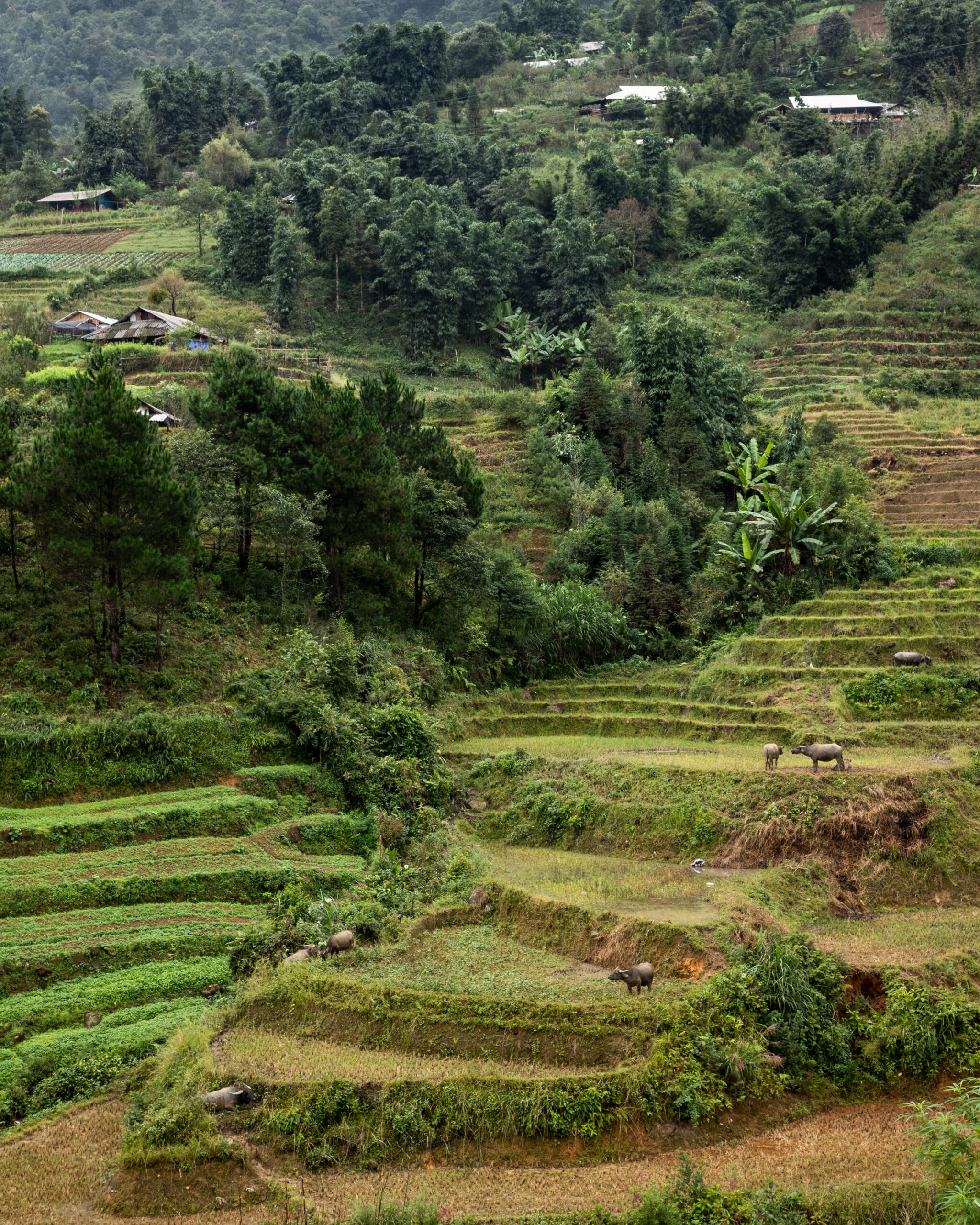 Sapa