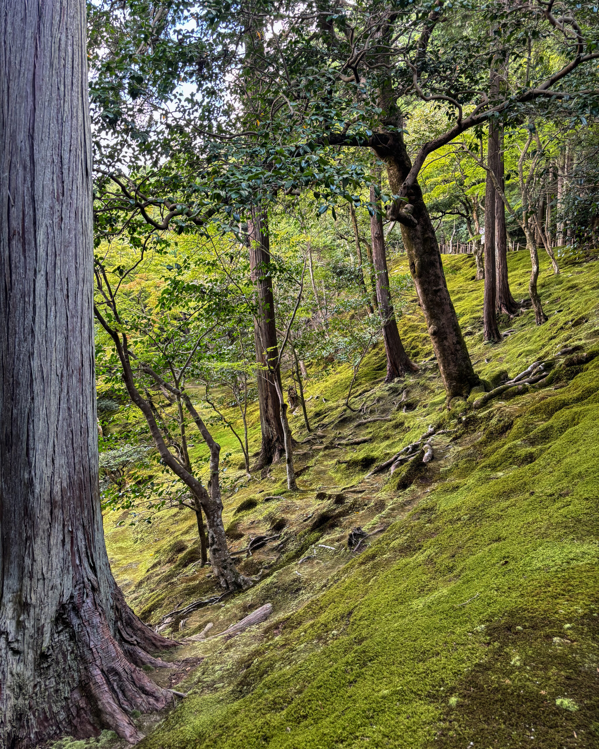 5_yeswetravel_giappone_kyoto