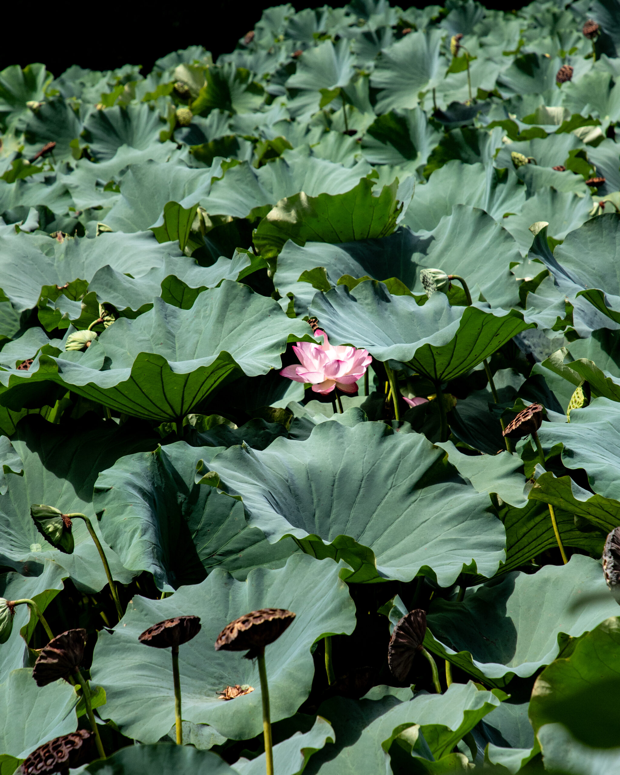 6_yeswetravel_giappone_kyoto